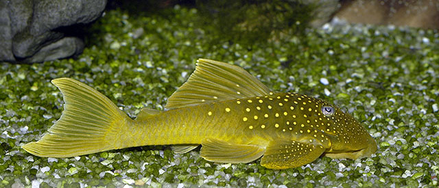 fish