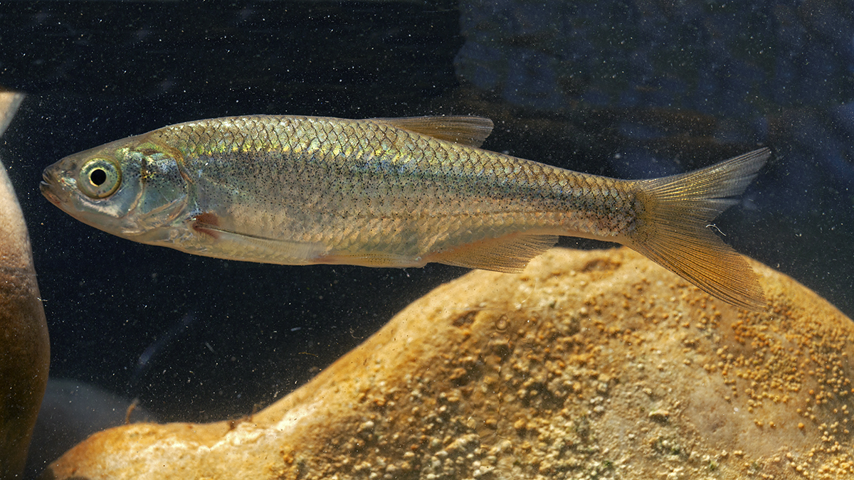 fish