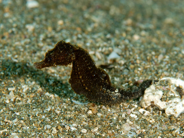 fish