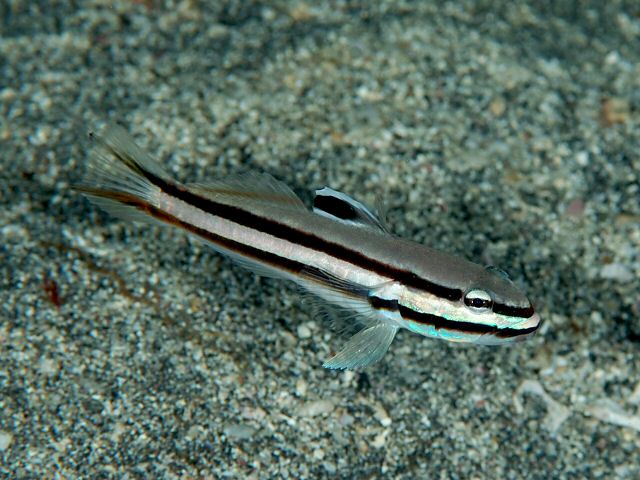 fish