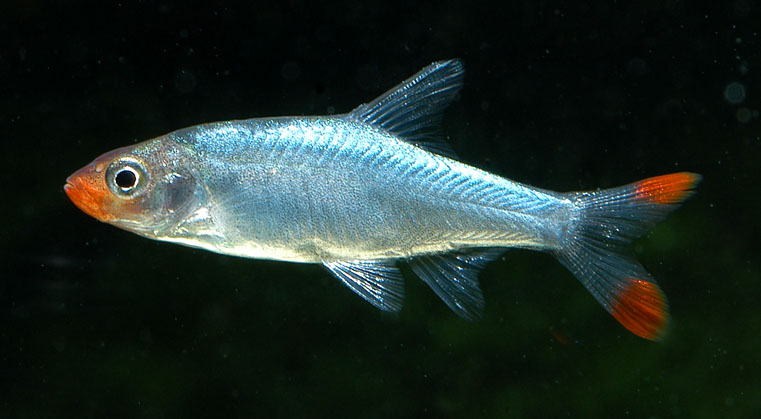 fish