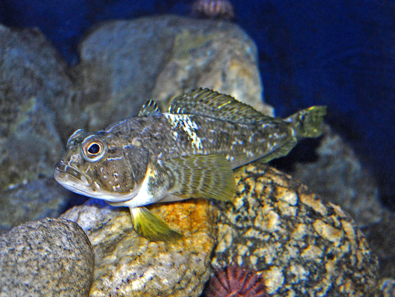 fish