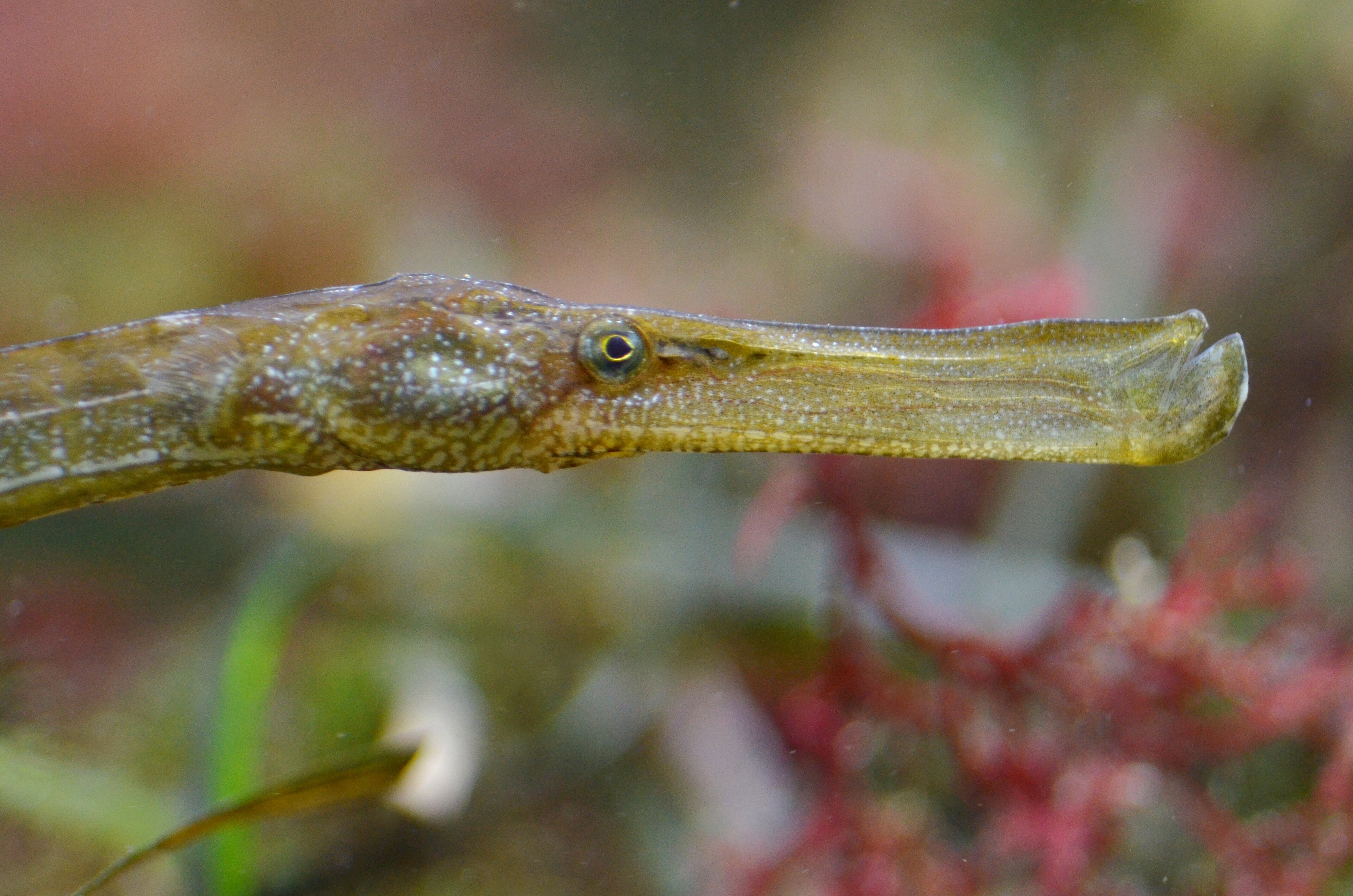 fish
