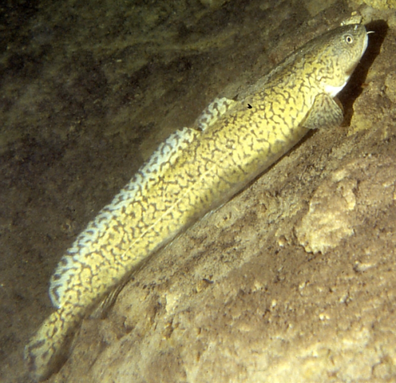 fish