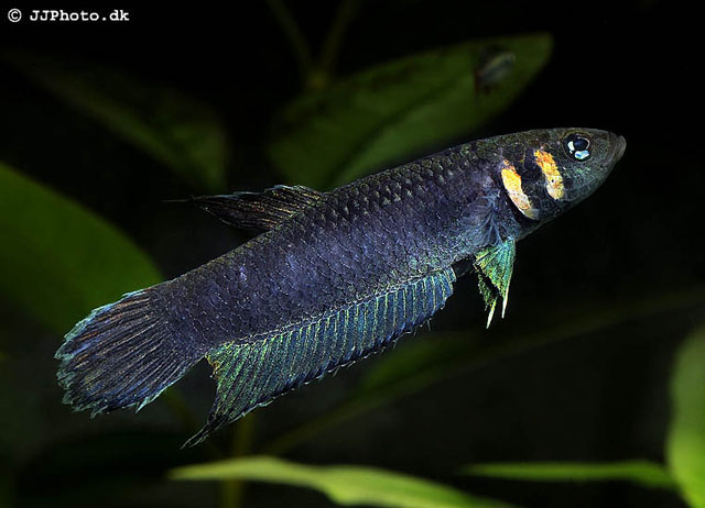 fish