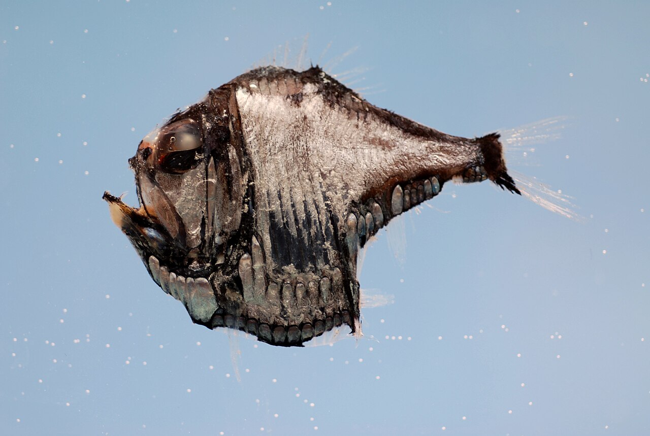fish
