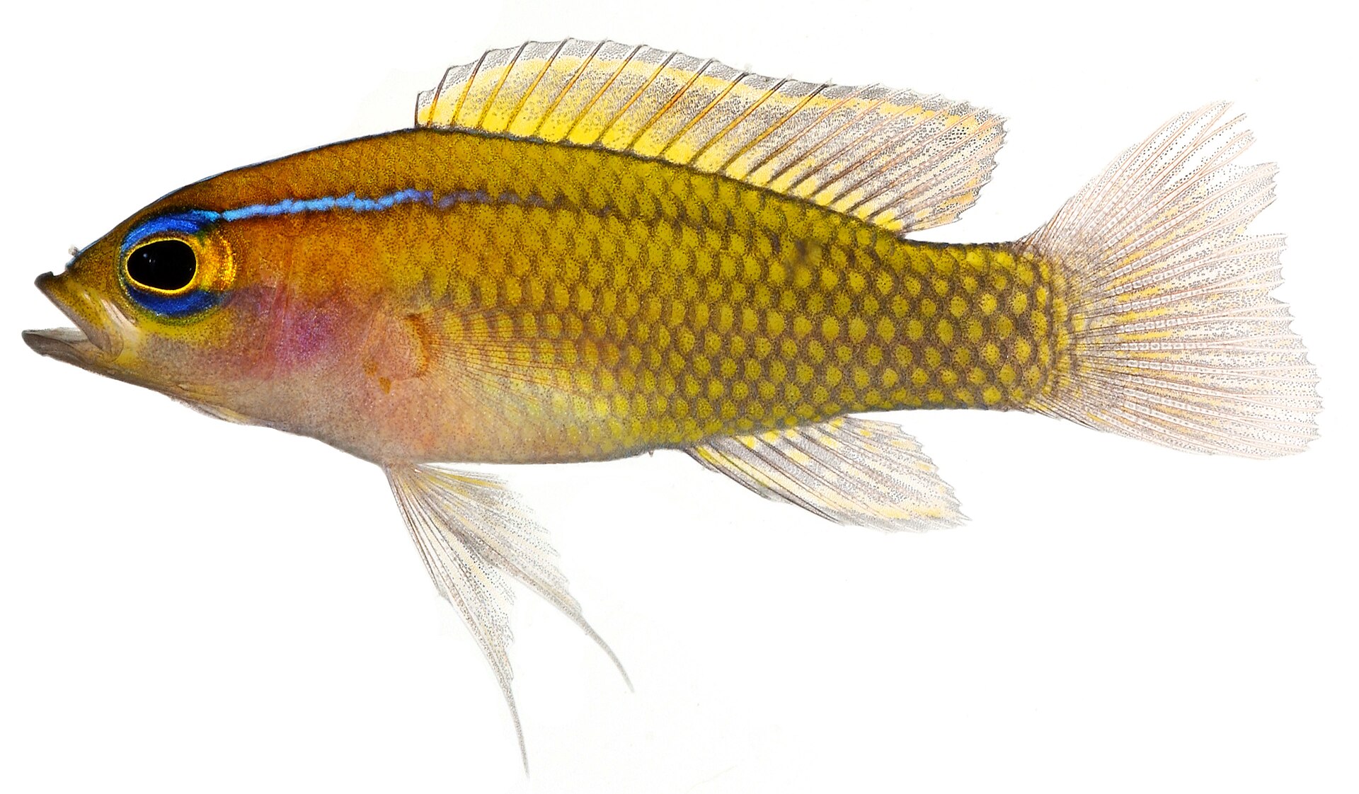 fish