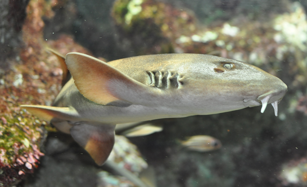 fish
