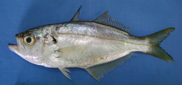 fish