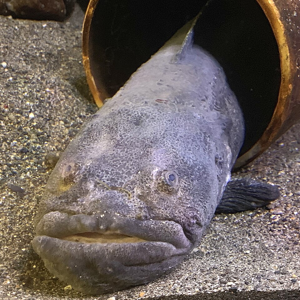 fish
