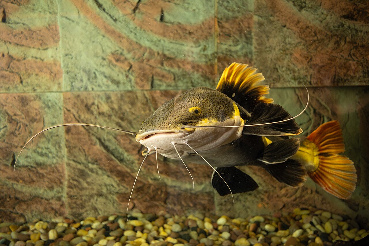 fish