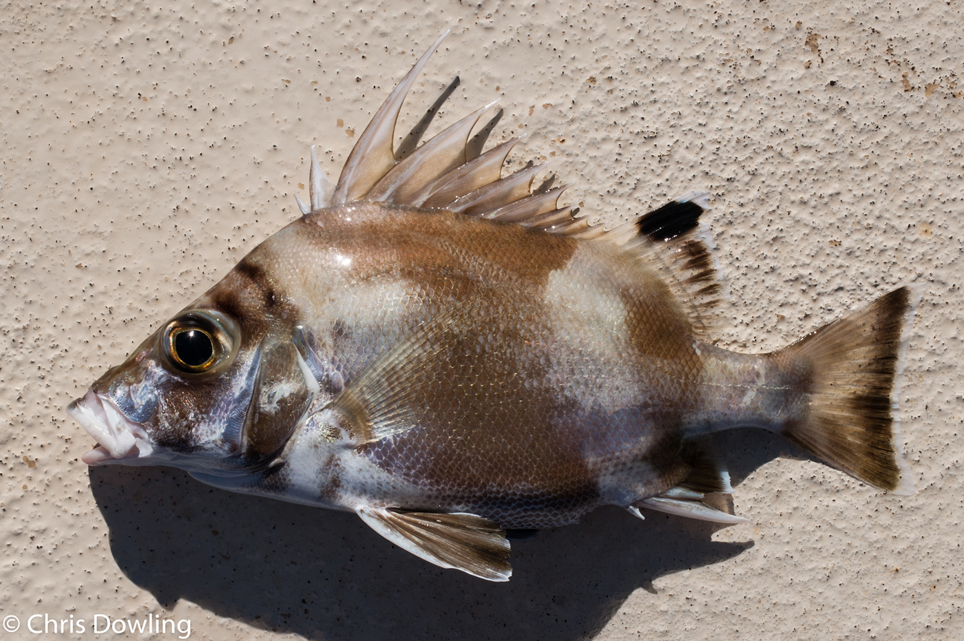 fish