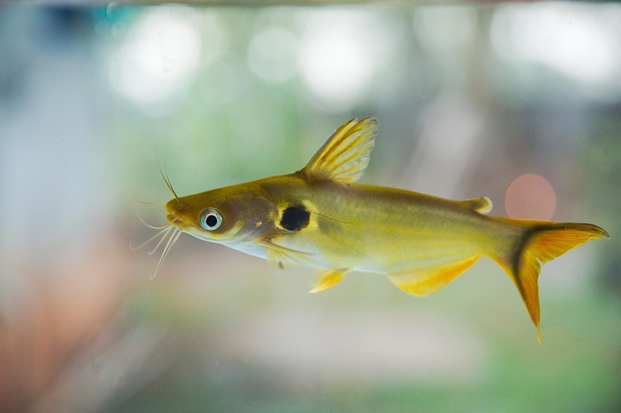 fish