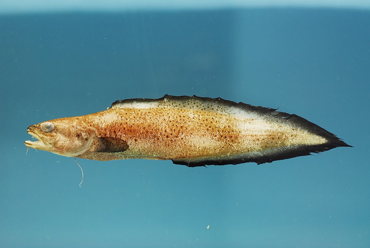 fish