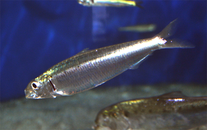 fish