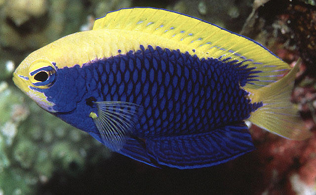 fish