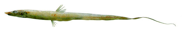 fish