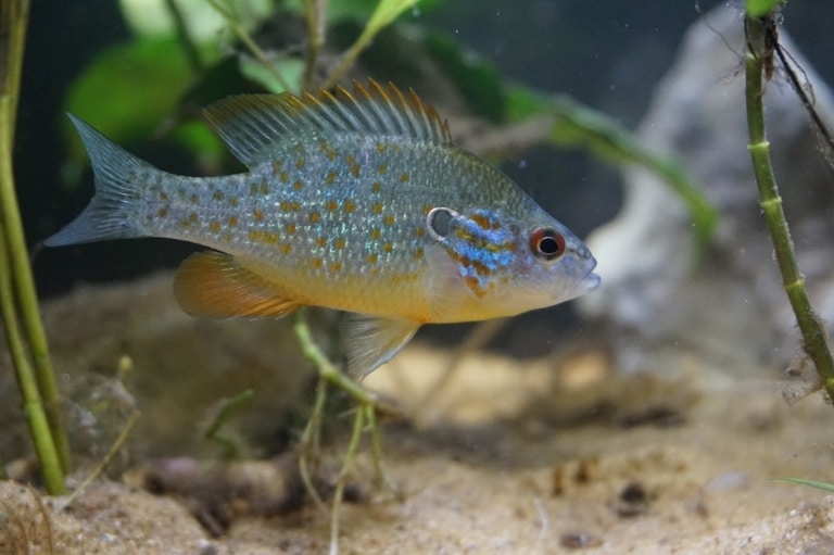 fish