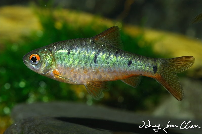 fish
