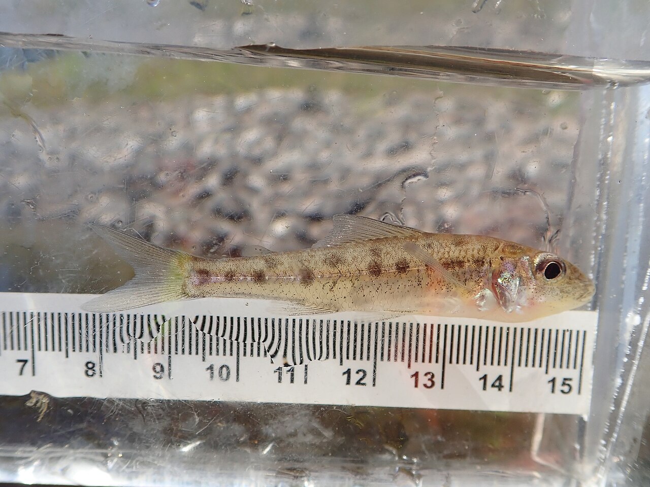 fish