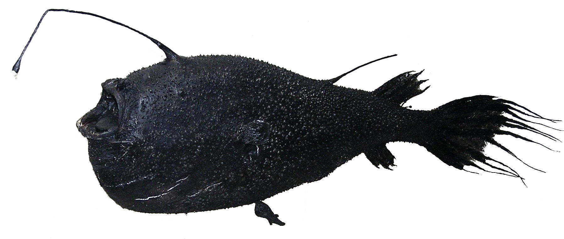 fish