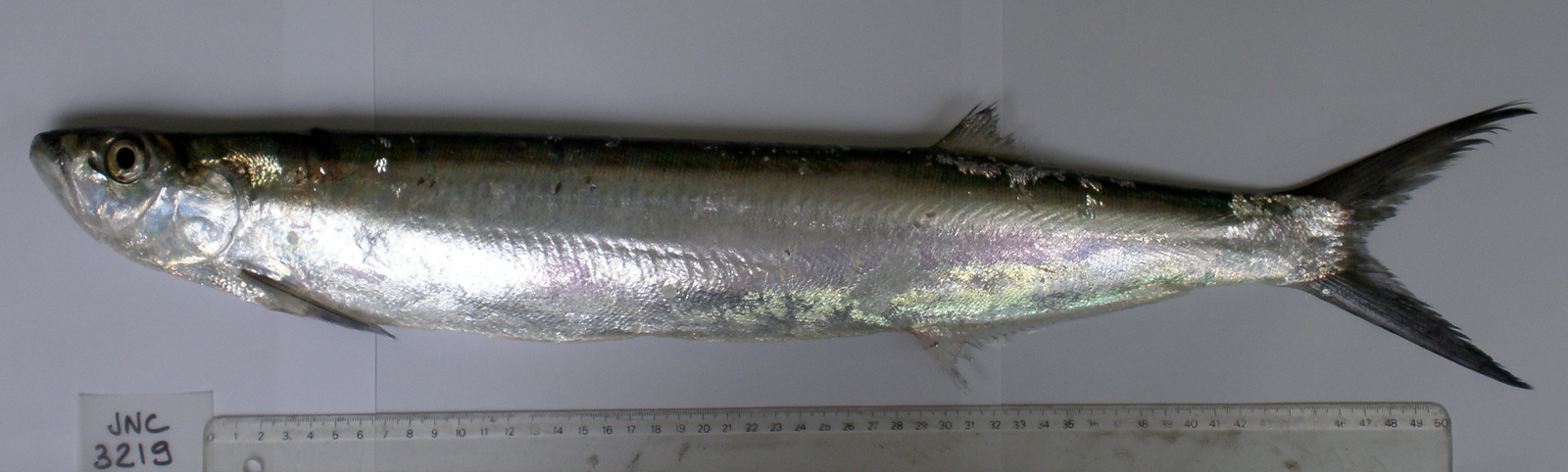 fish