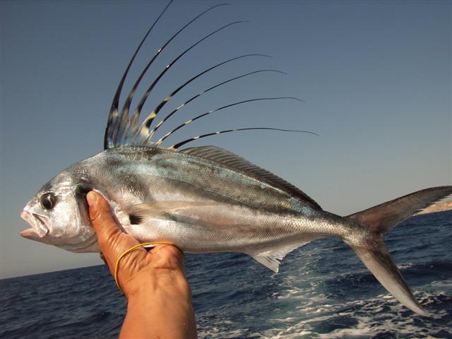 fish