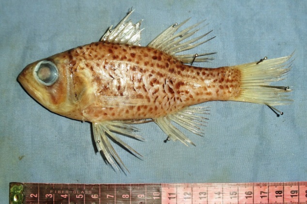 fish