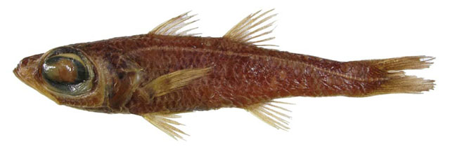 fish
