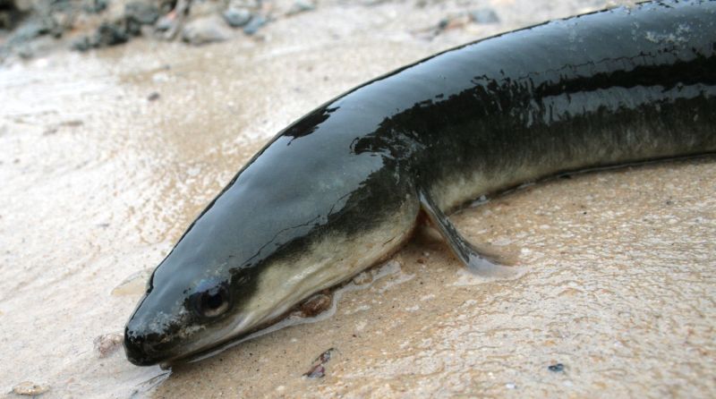 fish