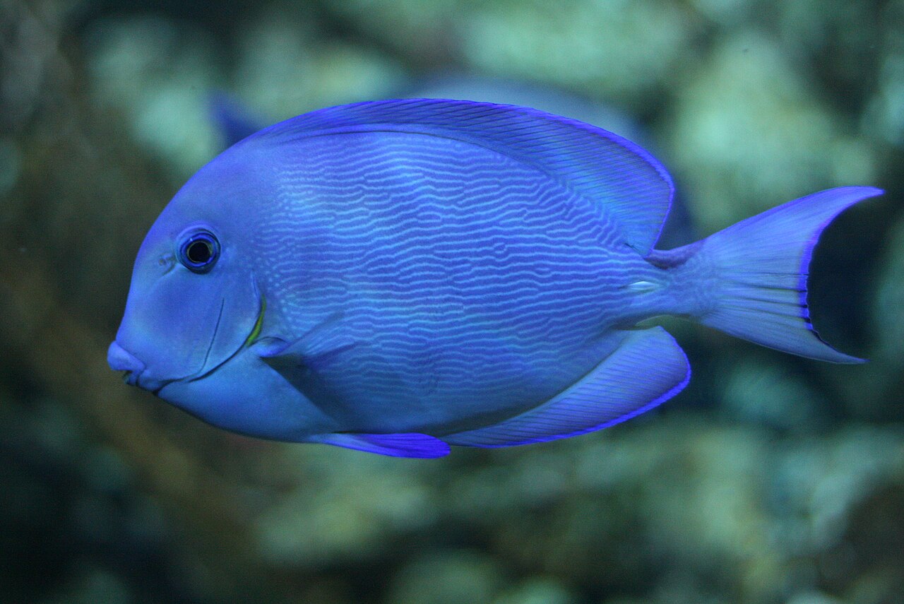 fish