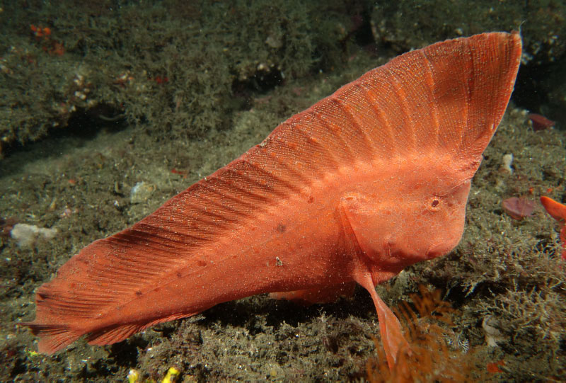 fish