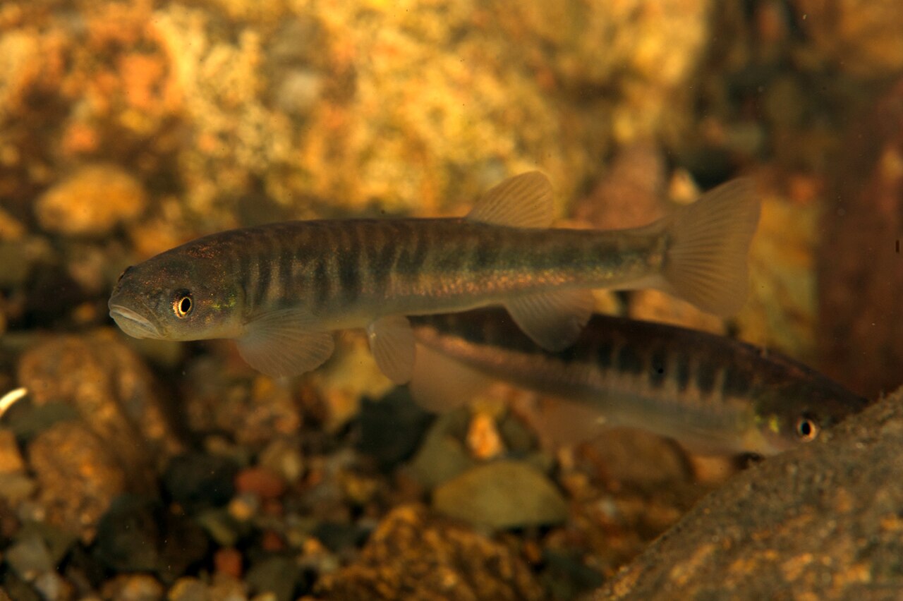 fish