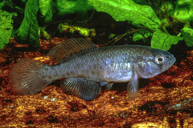 fish