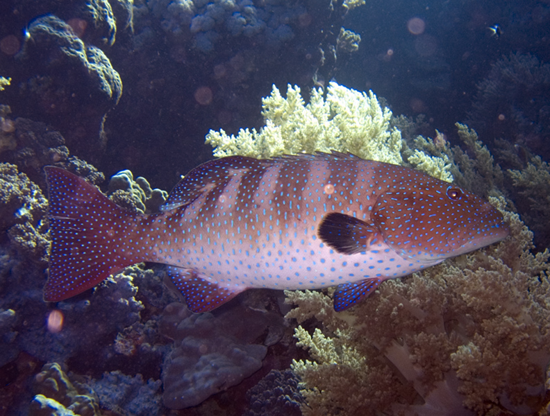 fish