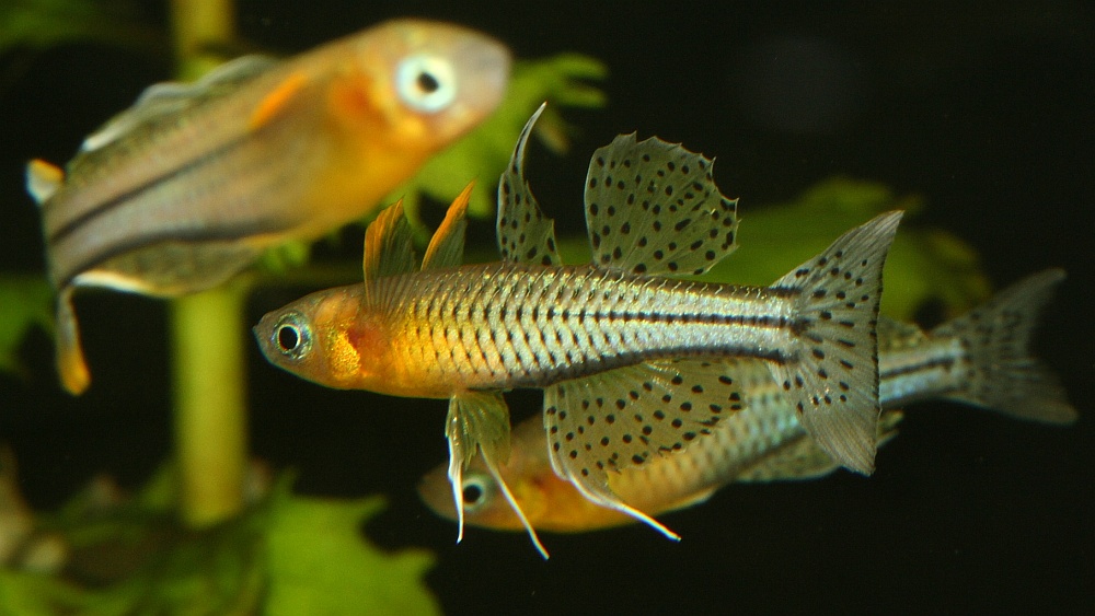fish