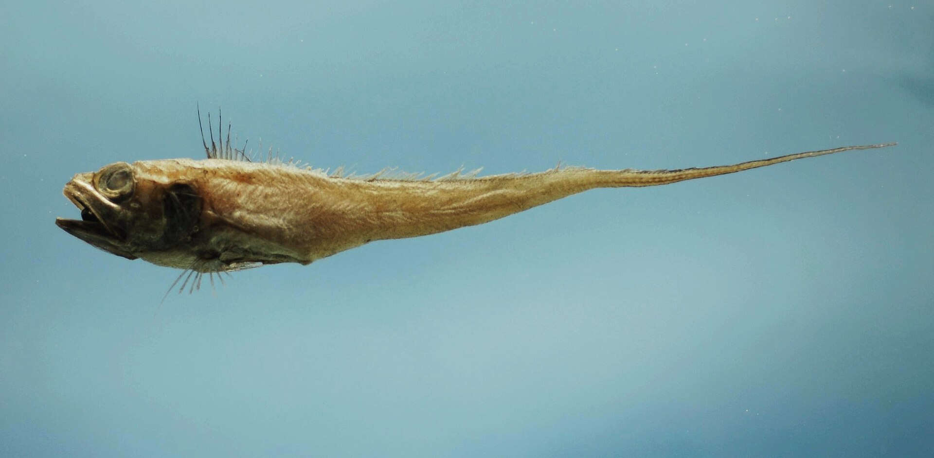 fish