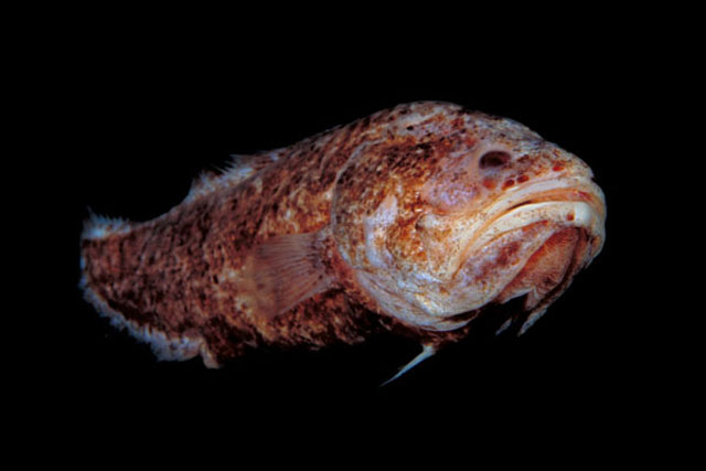 fish