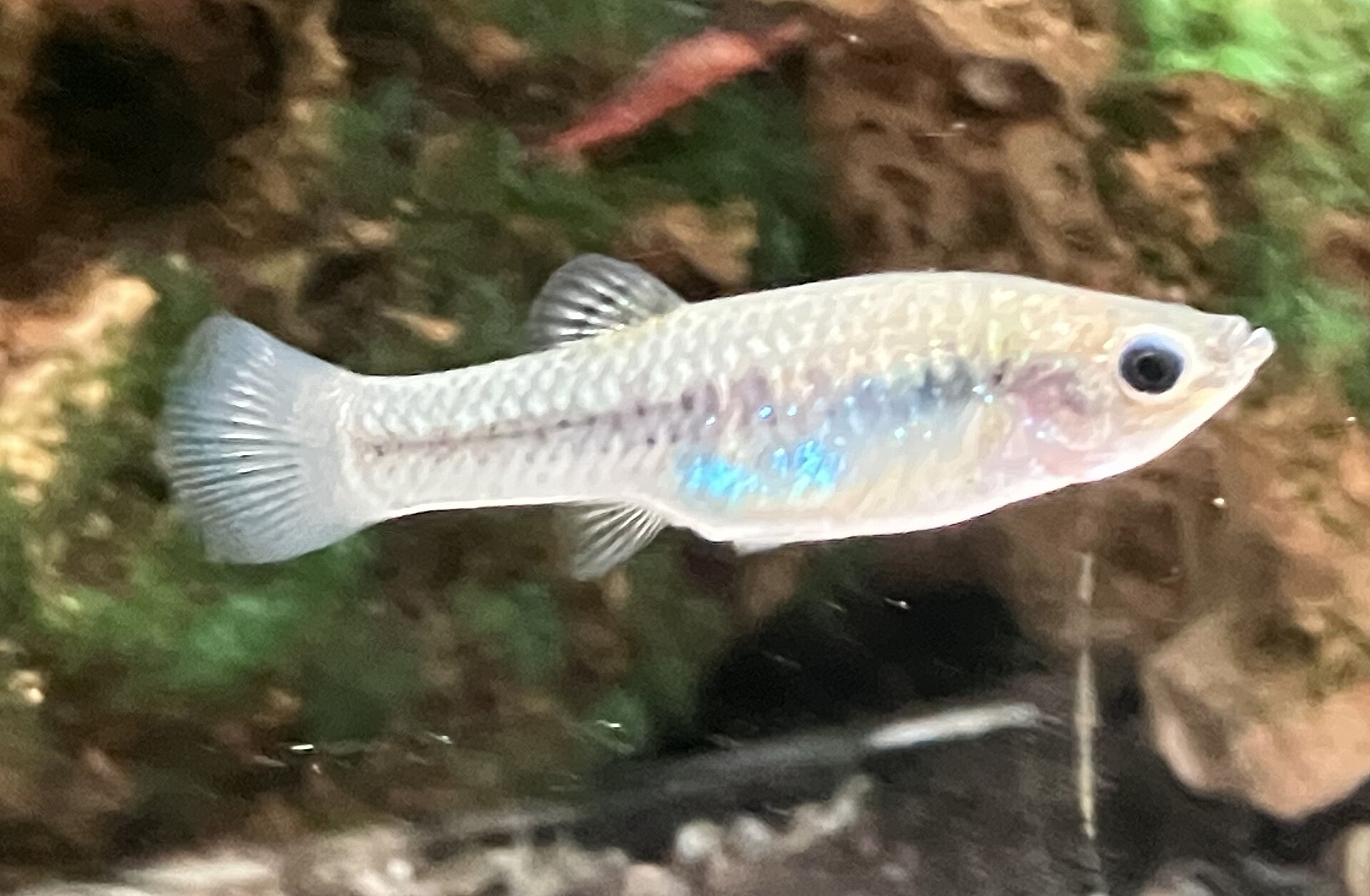 fish