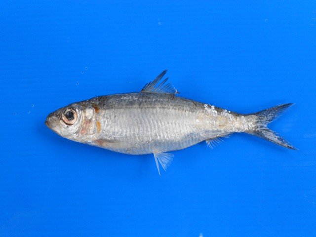 fish
