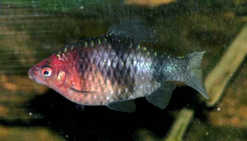 fish