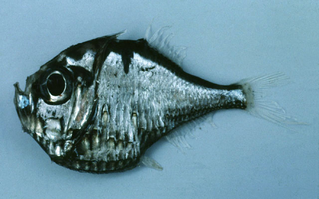 fish