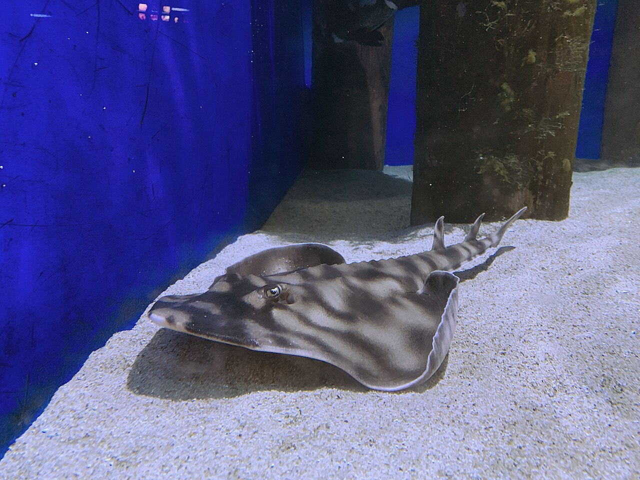 fish
