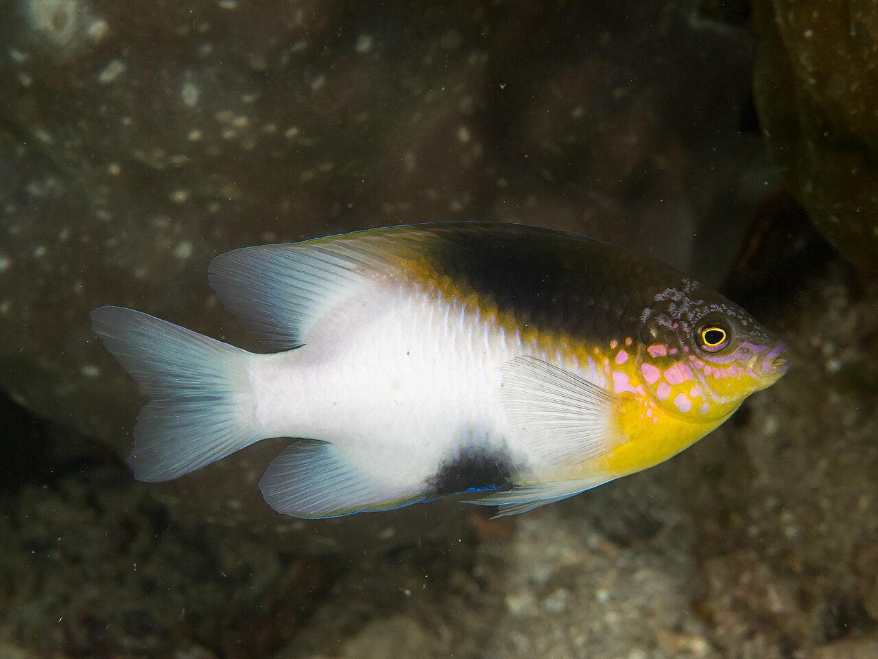 fish