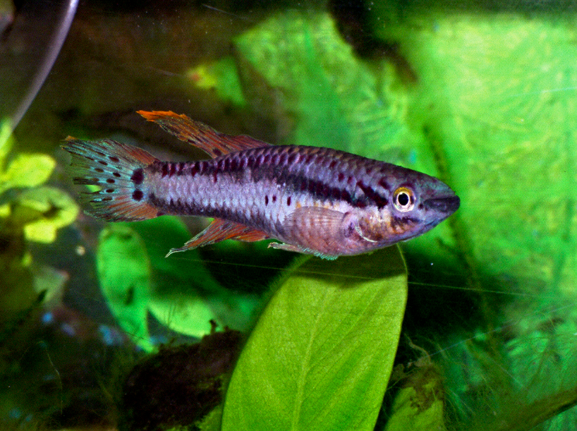 fish