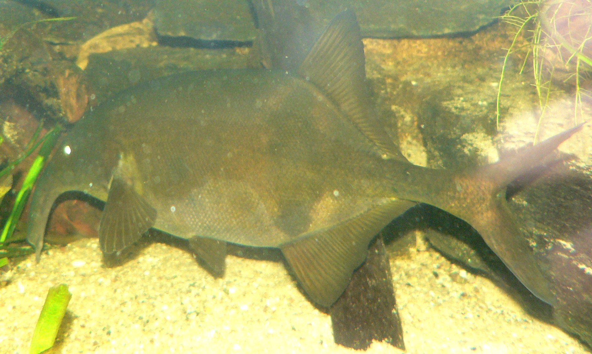 fish
