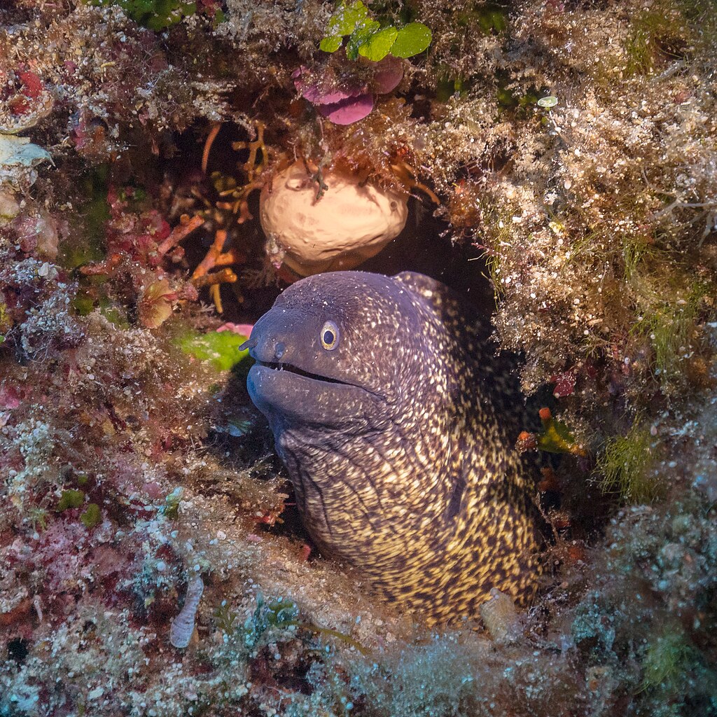 fish